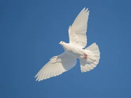 The Peace Meditation (Long Version)