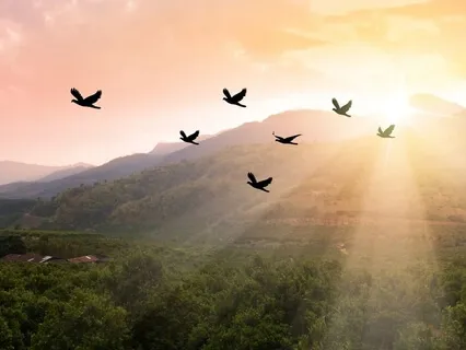 The Peace Of Outside - Mindfulness For Children And Adults