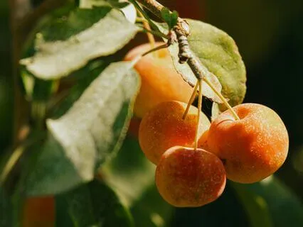 The Peace Of Self-Knowing • No Music