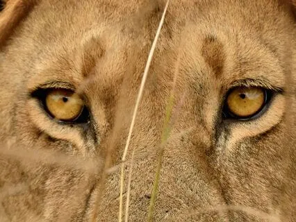 The Peace Of Self-Knowing • Phoenix Protocol