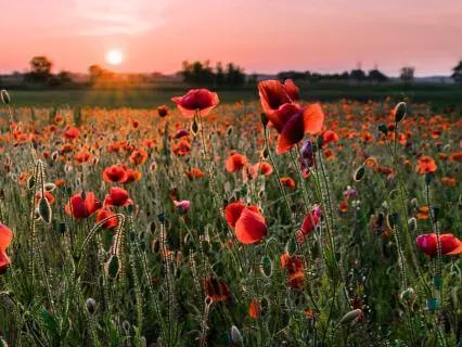 The Peace Of The Wild Things By Wendell Berry