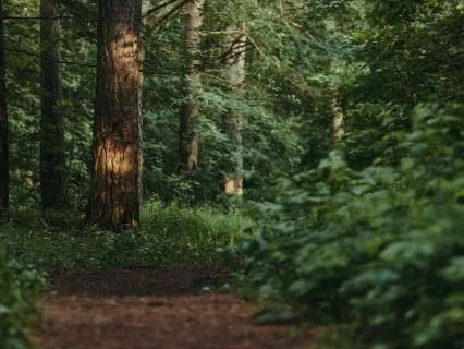 The Peaceful Forest - Alternate Version