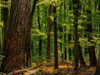 The Peaceful Forest