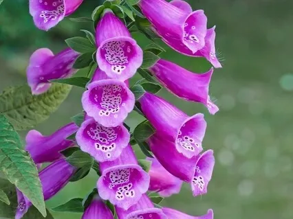 The Peaceful Heart | Shakuhachi Flute With Crystal Bowls