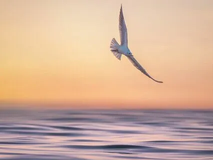 The Peaceful Pilgrimage Of Ramana Maharshi: A Bedtime Story