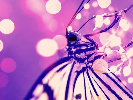 The Perfect Being For Being Here