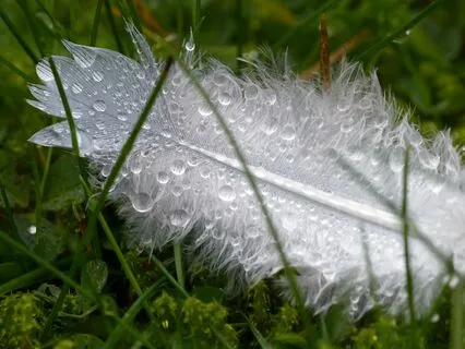 The Perfect Pause 08: Geese Singing In The Empty Sky