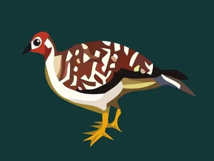 The Pheasant