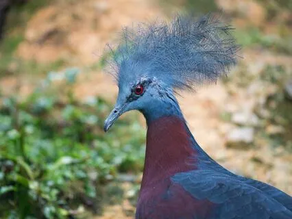 The Phoenix And The Carpet, Chapter 1