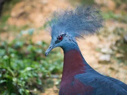 The Phoenix And The Carpet, Chapter 11