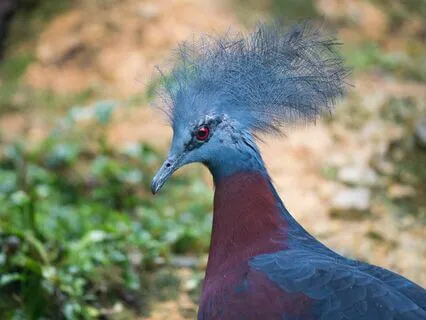 The Phoenix And The Carpet, Chapter 2: The Topless Tower