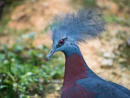 The Phoenix And The Carpet, Chapter 3