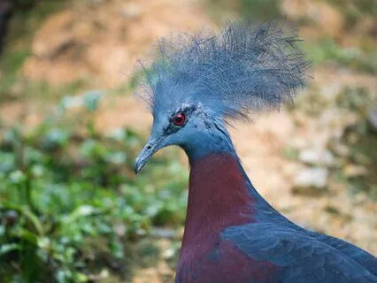 The Phoenix And The Carpet, Chapter 5