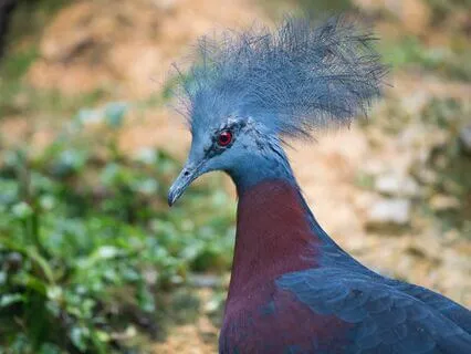 The Phoenix And The Carpet, Chapter 6 - Doing Good