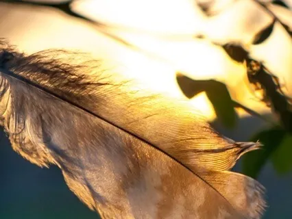 The Physiological Sigh