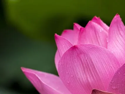 The Pleasure Pause: Soothing Overwhelm And Anxiety