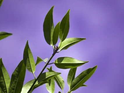 The Power Of Creation