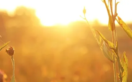 The Power Of Intention (Intentions) Morning Meditation