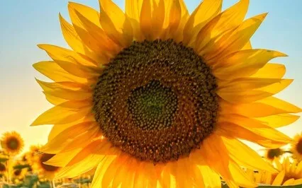 The Power Of Kindness As A Practice