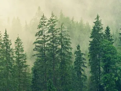 The Power Of Presence: Returning Home To The Now