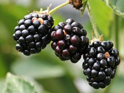 The Power Of Small Gifts - September 01