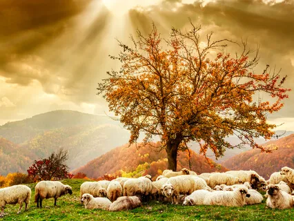 The Power Of Thought Substitution - Dissecting The Wisdom