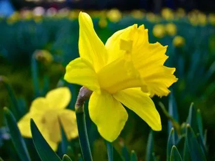 The Power Of Your Authentic Voice- March 24