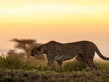 The Power Of Your Intention | Cozy Blissful Lofi Beats