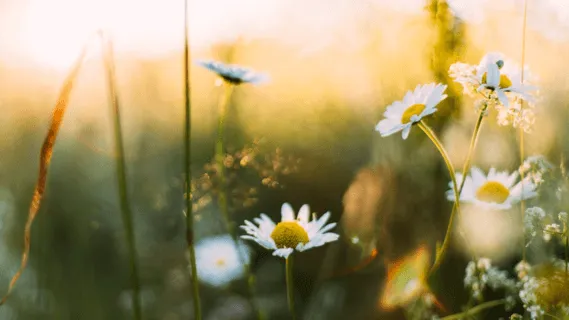 The Practice Of Mindfulness & Poetry  - 11 Min Daily Insight