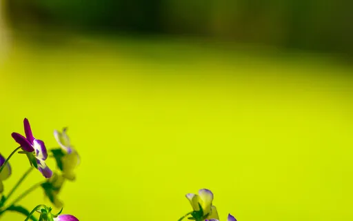 The Practice Of Observing Our Minds