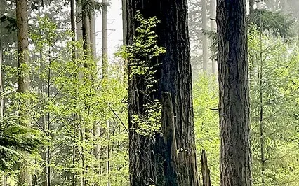 The Practice Of Silence