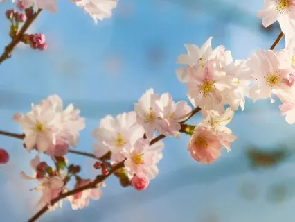 The Practicing Presence Breath Snack