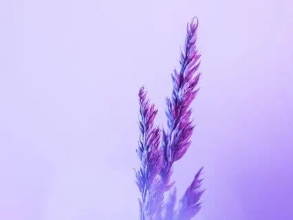 The Prayer For Softness In The Body