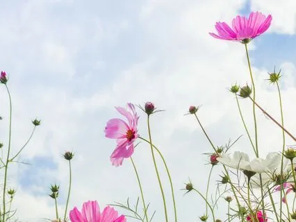 The Prayer For Surrender