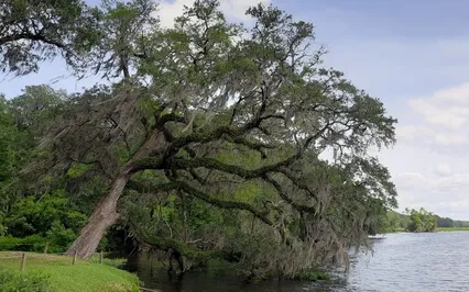 The Prayer Of St. Francis