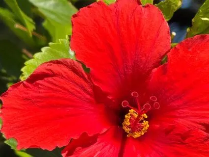 The Precious Gift Of Inspiration