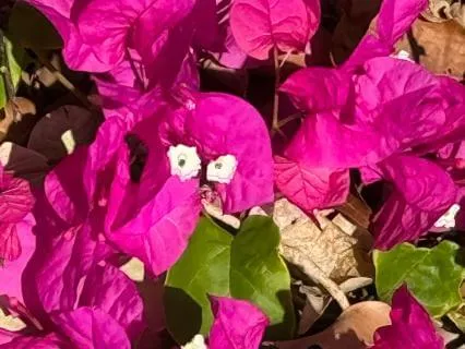 The Precious Gift Of Love