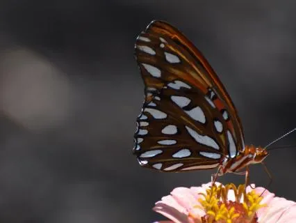 The Presence Of Pure Being - Live Meditation