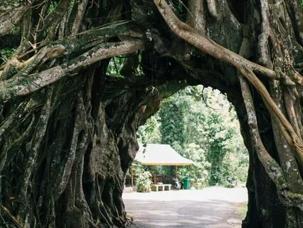 The Primal Knot Reset