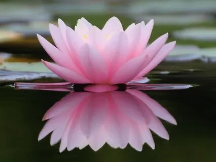 The Princess And The Frog: Original Long Bedtime Story