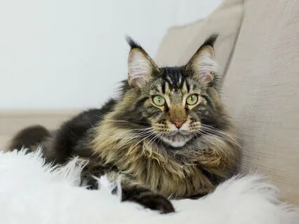 The Princess Cat Chronicles #2 - Aaron Heart