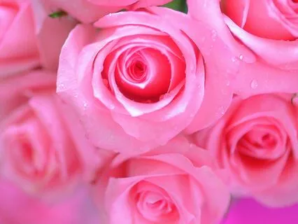 The Princess Cat Chronicles | Pink Dreams