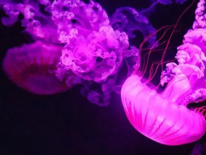 The Principles Of Healing And Growth