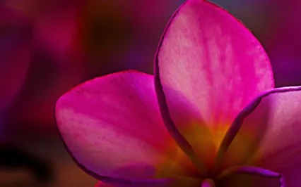 The Problem Is Not The Problem