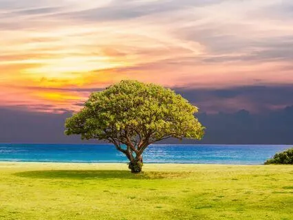 The Promise Of Summer