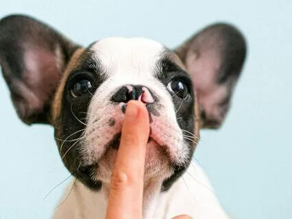 The Pug's Stance - Grace, Grit And A Wagging Tail