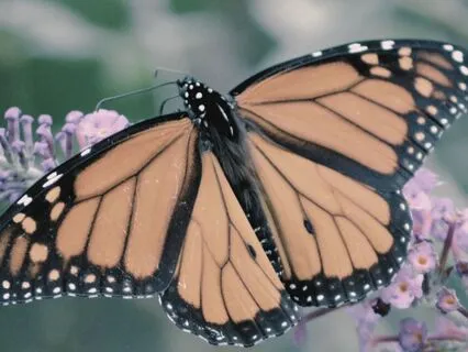 The Pulsation Of Tender Wings