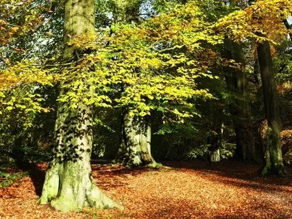 The Pumpkin Mystery: A Winnie-The-Pooh Bedtime Story