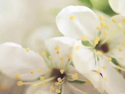 The Pure Love Chakra