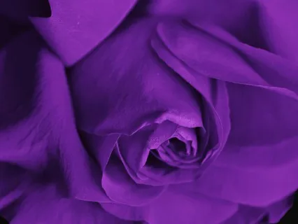 The Purple Rose Meditation